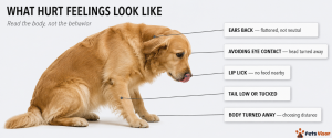 hugging hurts dog feelings body language stiff body whale eye yawn lip lick signs