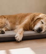 What Your Dog’s Sleeping Position Reveals About How They Feel