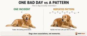 signs your dogs feelings are hurt labeled diagram ears back tail tucked avoiding eye contact