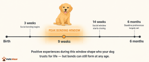 five signs you are your dog's favorite person illustrated with golden retriever behaviors