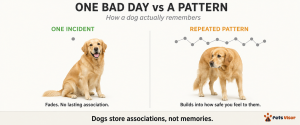 do dogs remember when you yell association vs memory pattern explained diagram