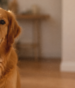 15 Dog Body Language Signals Every Owner Should Know