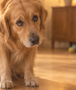 5 Signs Your Dog Is Saying Sorry Right Now,And What Science Actually Says