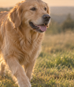 What Your Dog’s Tail Wag Really Means , And Why It’s Not Always What You Think