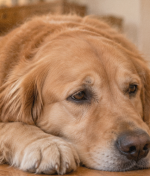 Quiet Signs Your Dog Is in Pain That Most Owners Completely Miss