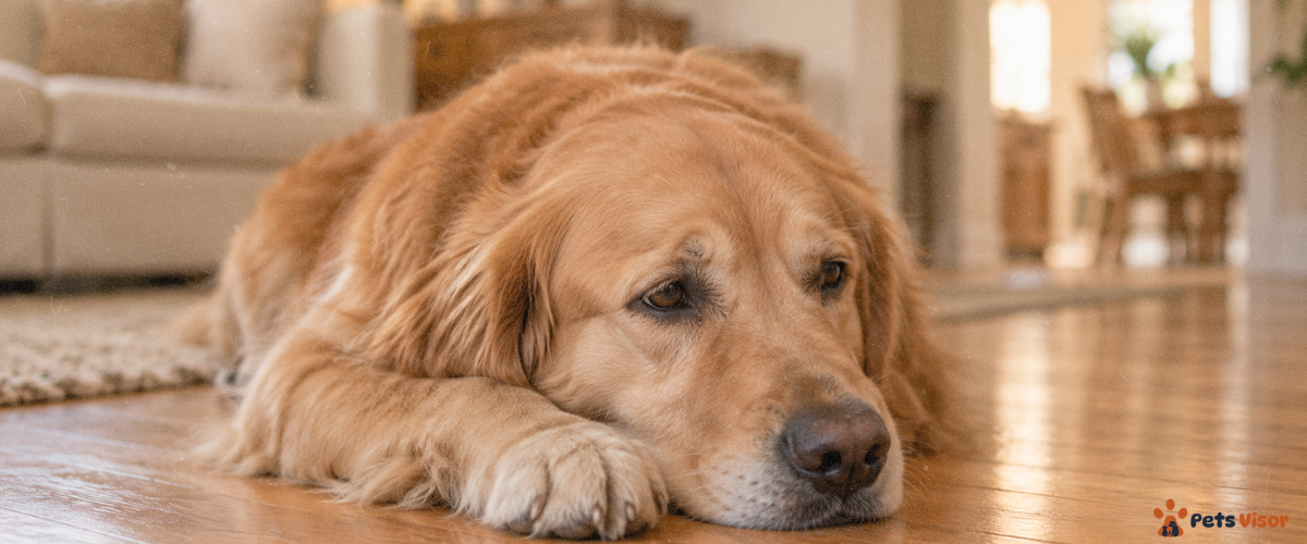 signs your dog is in pain — golden retriever with subtle worried facial expression lying quietly on floor