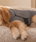 7 Products That Actually Calm an Anxious Dog – Matched to the Right Anxiety Type