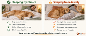 side-by-side comparison of secure dog sleeping body language versus anxious dog sleeping body language
