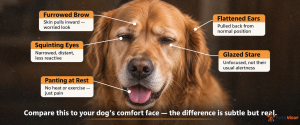 close-up of golden retriever face showing subtle pain expression — furrowed brow squinting eyes and tense muscles