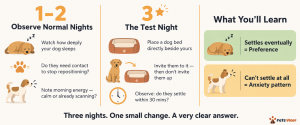 3-night test diagram showing how to tell if dog sleeping beside you is choice or anxiety