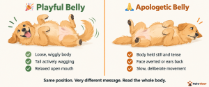 golden retriever rolling onto back in submissive apologetic belly exposure after sensing owner displeasure