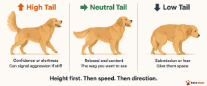 dog tail position diagram showing high neutral and low tail meanings in dog body language