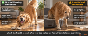 golden retriever hesitating at bottom of stairs showing reluctance to climb — subtle sign of joint pain