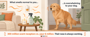 checklist graphic of 7 simple daily habits to reduce things that stress your dog