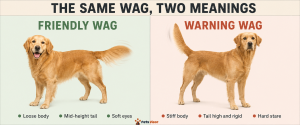 dog tail wag meaning friendly wag vs warning wag comparison body language