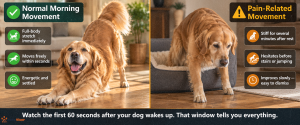 golden retriever lying alone in quiet corner of room withdrawn and disengaged — behavioral sign of pain