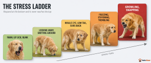 dog stress ladder escalation from calming signals to growling warning stages